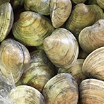 countneck clams