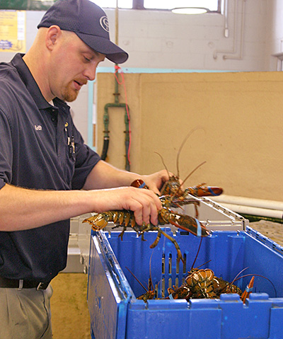 wholesale lobster pound