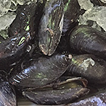 farm raised mussels