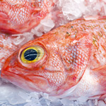 fish market seafood like ocean perch