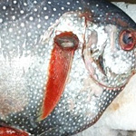 opah fish fresh seafood market