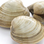 quahogs chowder clams