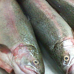 fresh farm raised rainbow trout