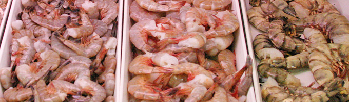 jumbo shrimp wholesale shrimp