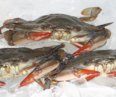 soft shell crabs west hartford market