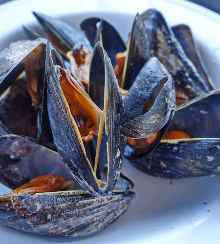 rhode island ct steamed mussels
