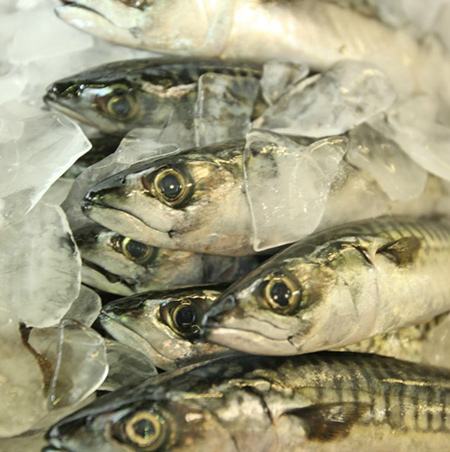 Hartford CT buy fresh fish