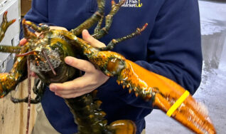Fresh in Season Lobster in Norwalk CT