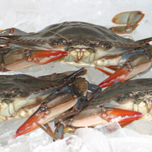 Soft shell crabs west hartford market