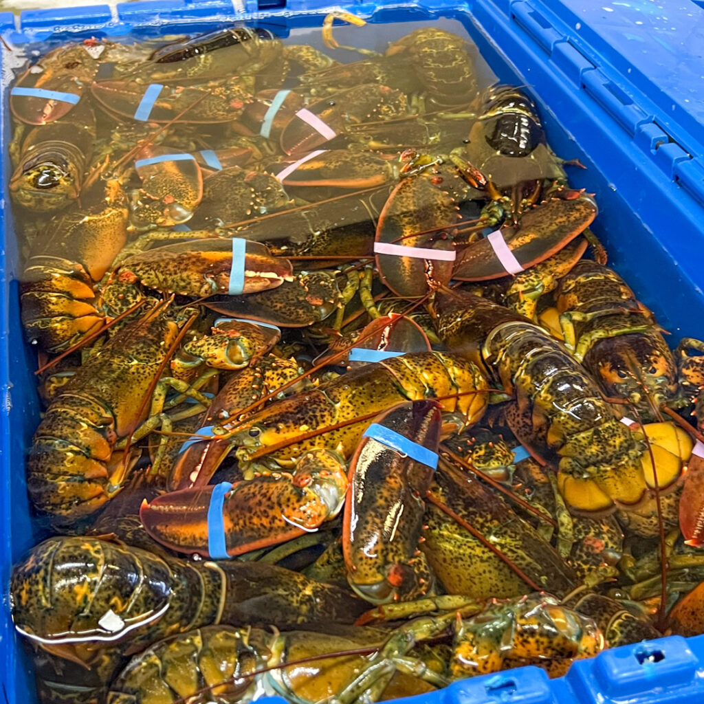 Fresh lobsters for sale in Glastonbury CT
