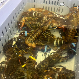 Fresh seafood for your restaurant or hotel in Norwich CT