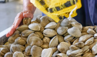 Fresh clams in Wethersfield, CT and Hartford, CT