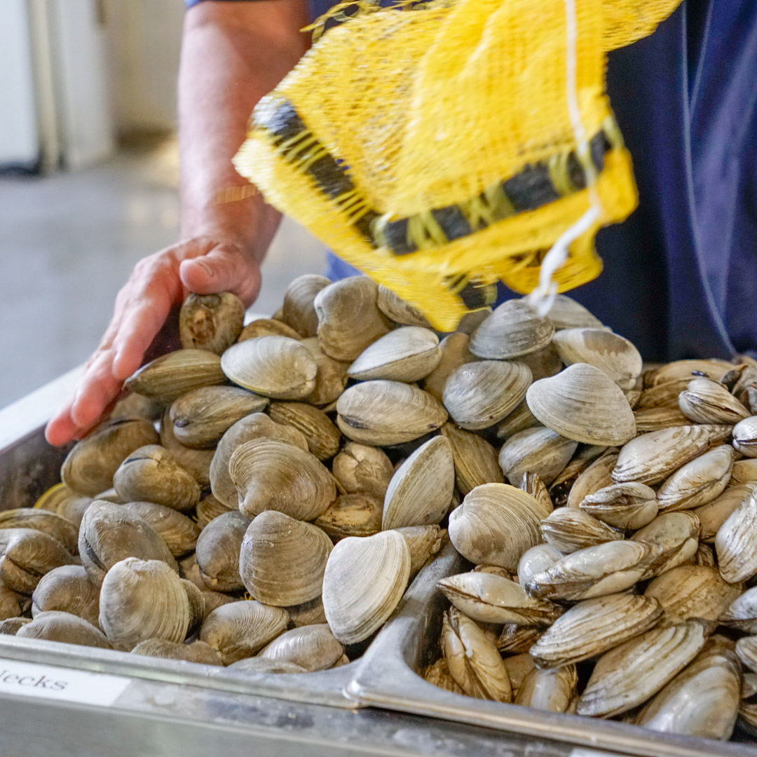 Fresh clams in Wethersfield, CT and Hartford, CT 