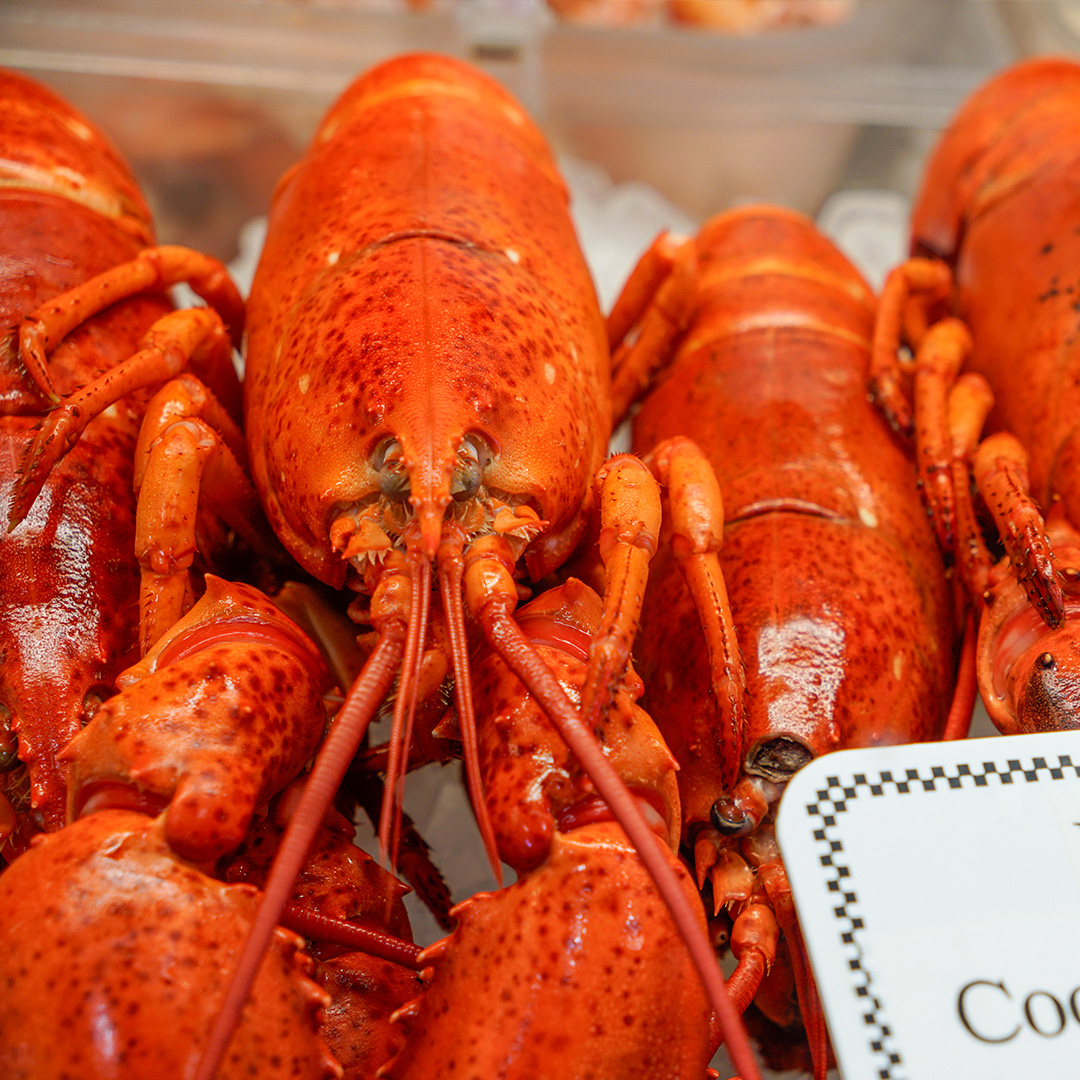 Cooked Lobster in Hartford Ct