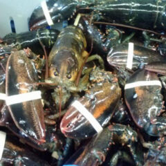 1_4livelobster